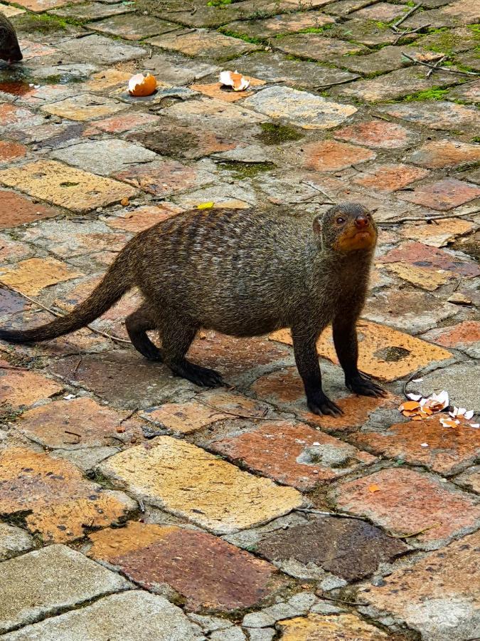 Adventure Bush House Villa Marloth Park Ngoại thất bức ảnh
