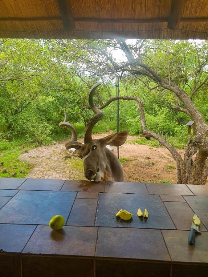 Adventure Bush House Villa Marloth Park Ngoại thất bức ảnh