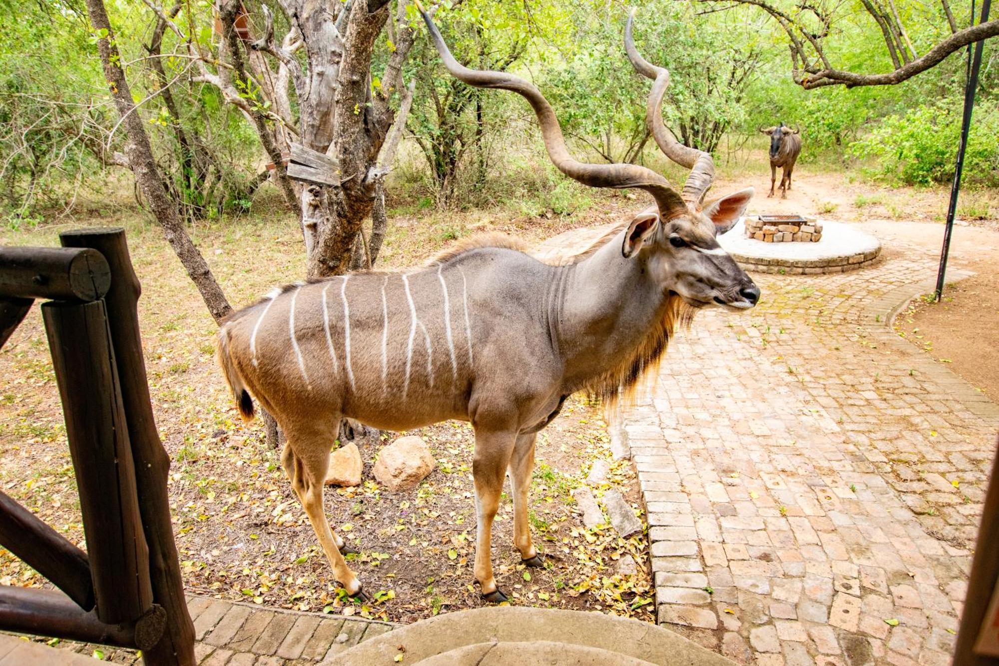 Adventure Bush House Villa Marloth Park Ngoại thất bức ảnh